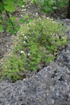 Sabulina michauxii (Fenzl) Dillenberger & Kadereit