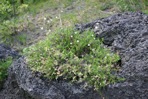 Sabulina michauxii (Fenzl) Dillenberger & Kadereit