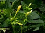 Mirabilis jalapa L.