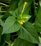Mirabilis jalapa L.