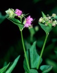 Mirabilis nyctaginea (Michx.) MacM.