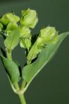 Mirabilis nyctaginea (Michx.) MacM.