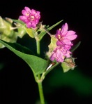 Mirabilis nyctaginea (Michx.) MacM.