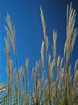 Miscanthus sinensis Anderss.