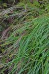Miscanthus sinensis Anderss.