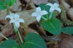 Mitchella repens L.