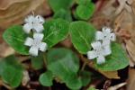 Mitchella repens L.