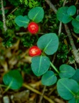 Mitchella repens L.