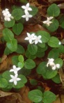 Mitchella repens L.