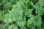 Mitella diphylla L.