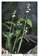 Mitella diphylla L.