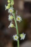 Mitella diphylla L.