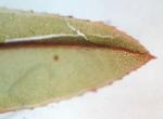 Mnium marginatum (Dicks. ex With.) P. Beauv.