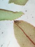 Mnium marginatum (Dicks. ex With.) P. Beauv.
