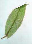 Mnium marginatum (Dicks. ex With.) P. Beauv.