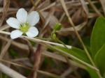 Moehringia lateriflora (L.) Fenzl