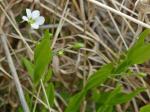 Moehringia lateriflora (L.) Fenzl