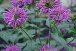Monarda media Willd. complex
