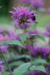 Monarda media Willd. complex