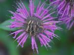 Monarda media Willd. complex