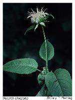 Monarda clinopodia L.