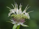 Monarda clinopodia L.