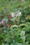 Monarda clinopodia L.