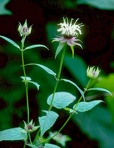 Monarda clinopodia L.