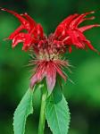 Monarda didyma L.