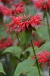 Monarda didyma L.