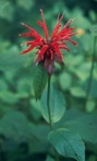 Monarda didyma L.