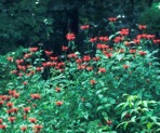 Monarda didyma L.