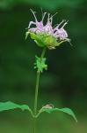 Monarda fistulosa L.