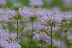 Monarda fistulosa L.