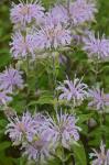 Monarda fistulosa L.