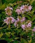Monarda fistulosa L.