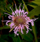 Monarda fistulosa L.
