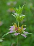Monarda punctata L. var. punctata
