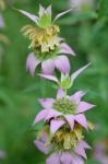 Monarda punctata L. var. punctata