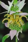 Monarda punctata L. var. punctata