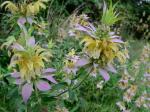 Monarda punctata L. var. punctata