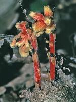 Hypopitys monotropa Crantz