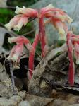 Hypopitys monotropa Crantz