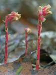 Hypopitys monotropa Crantz