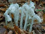 Monotropa uniflora L.