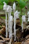 Monotropa uniflora L.