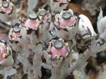 Monotropa uniflora L.