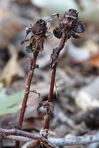 Monotropa uniflora L.