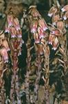 Monotropsis odorata Schwein. ex Ell.