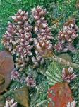 Monotropsis odorata Schwein. ex Ell.